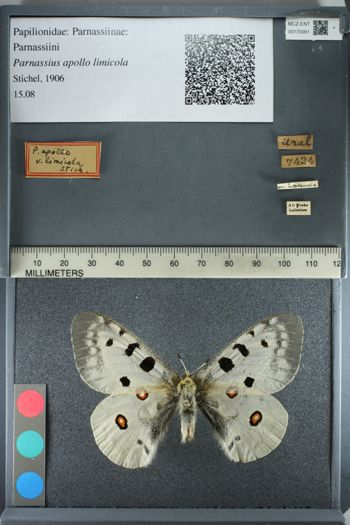 Media type: image;   Entomology 175061